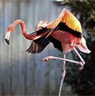 FlamingoJumpStamp